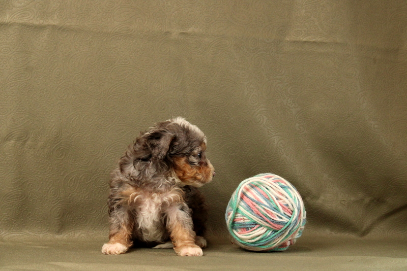 puppy, for, sale, Mini Bernedoodle F2, Matthew B. Stoltzfus, dog, breeder, Gap, PA, dog-breeder, puppy-for-sale, forsale, nearby, find, puppyfind, locator, puppylocator, aca